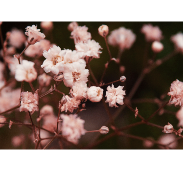 Tapisserie fleur fleurs Épanouies délicates - TenStickers