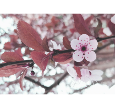 Tapisserie fleur fleur de cerisier en pleine floraison - TenStickers