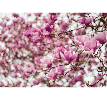 Tapisserie magnolia affichage de fleurs de magnolia - TenStickers