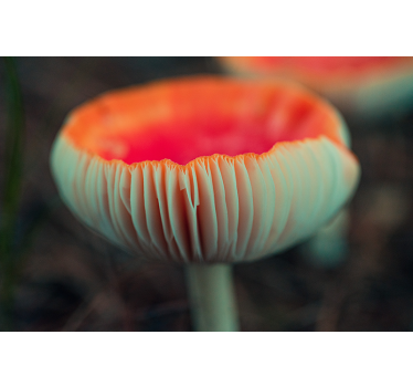 Tapisserie coquelicots fleur de coquelicot élégante - TenStickers