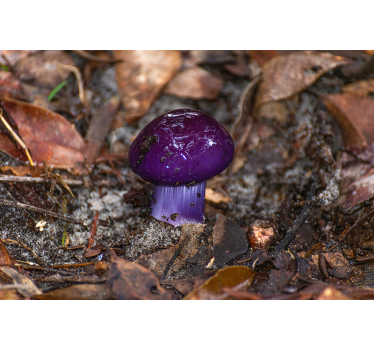 Tapisserie autres fleurs pousse de champignon violet - TenStickers