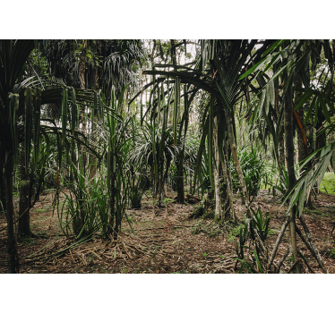 Tapisserie salon nature sauvage tropicale luxuriante - TenStickers