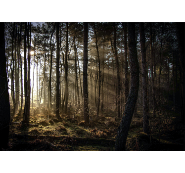 Photo murale nature Lever de soleil dans la forêt - TenStickers