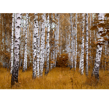 Tapisserie murale forêt bouleaux - TenStickers