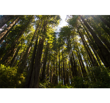 Tapisserie murale forêt grands arbres - TenStickers