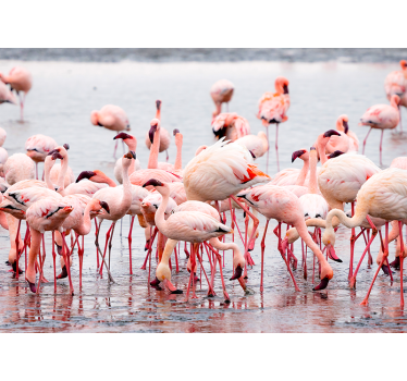 Tapisserie murale flamants roses Camargue - TenStickers