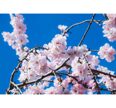 Tapisserie fleur branche de cerisier en fleurs - TenStickers