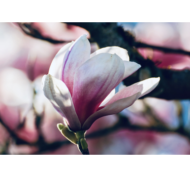 Tapisserie orchidée fleur rose douce - TenStickers