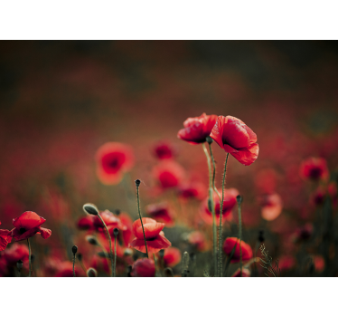 Tapisserie coquelicots champ luxuriant - TenStickers