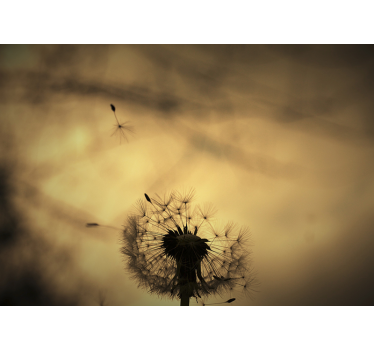 Tapisserie pissenlit silhouette - TenStickers