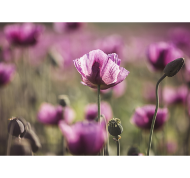 Tapisserie coquelicots fleurs de coquelicots éblouissantes - TenStickers