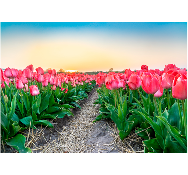 Tapisserie coquelicots la sérénité du champ de tulipes - TenStickers