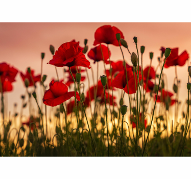 Photo murale coquelicots Coquelicots avec un coucher de soleil - TenStickers