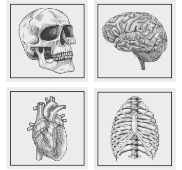Dessous de verre geek crâne anatomique cerveau cœur - TenStickers