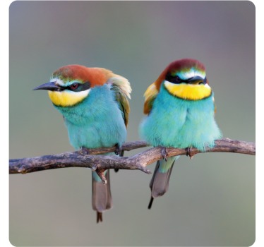 Dessous de verre moderne oiseaux colorés perchés - TenStickers