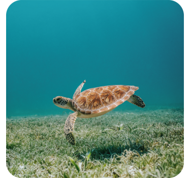 Dessous de verre moderne tortue de mer nageante - TenStickers