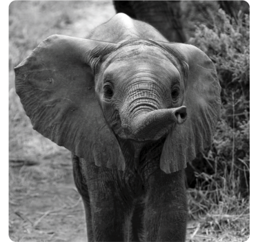 Dessous de verre vintage éléphant bébé adorable - TenStickers