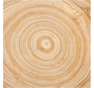 Dessous de verre Arbre modèle en bois circulaire - TenStickers