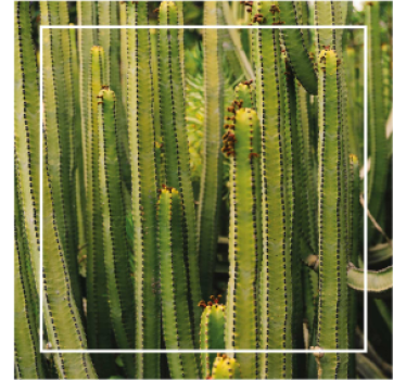 Dessous de verre texture cactus - TenStickers