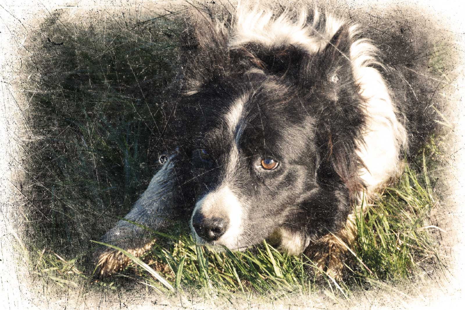 Affiche animaux effet vintage personnalisé - TenStickers