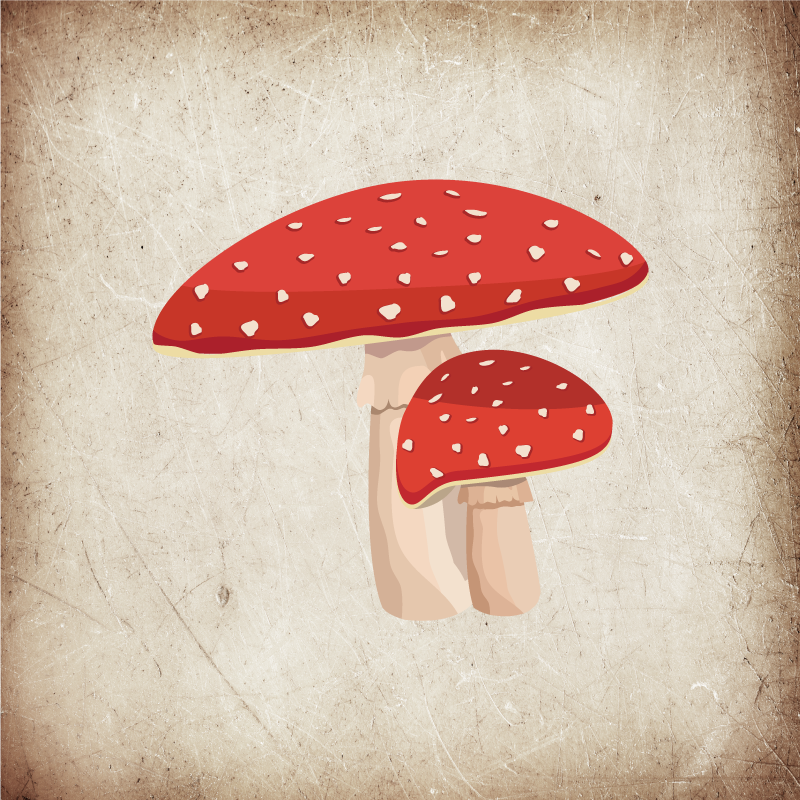 Affiche cuisine illustration de champignon amanite - TenStickers
