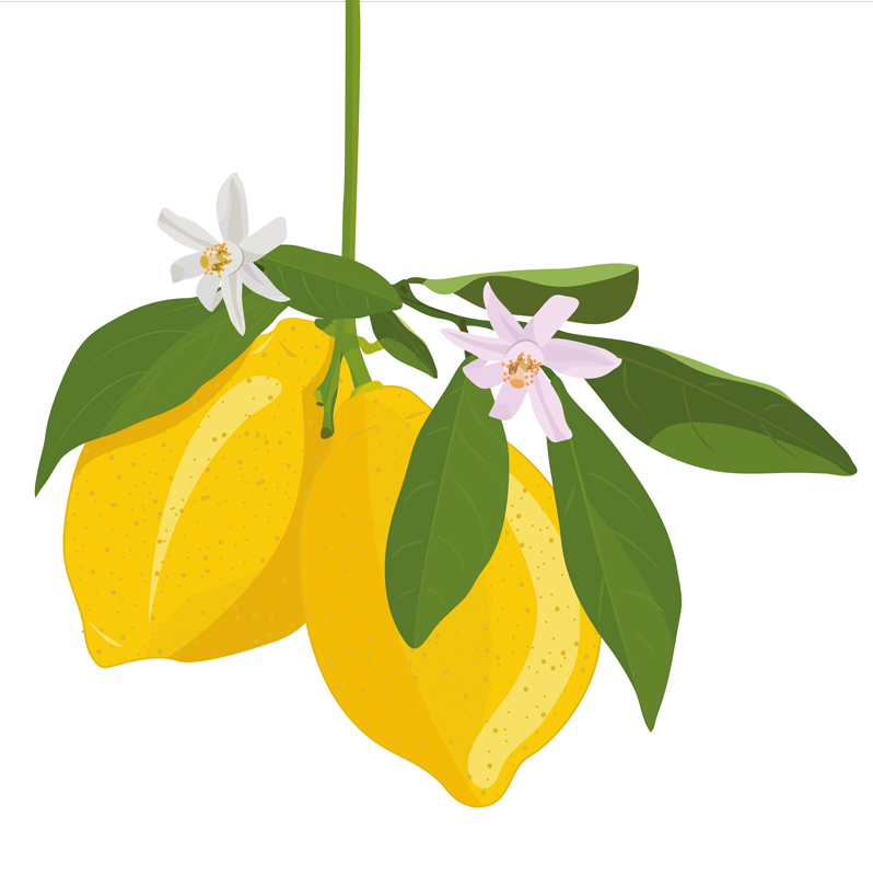 Affiche cuisine arbre à citron - TenStickers