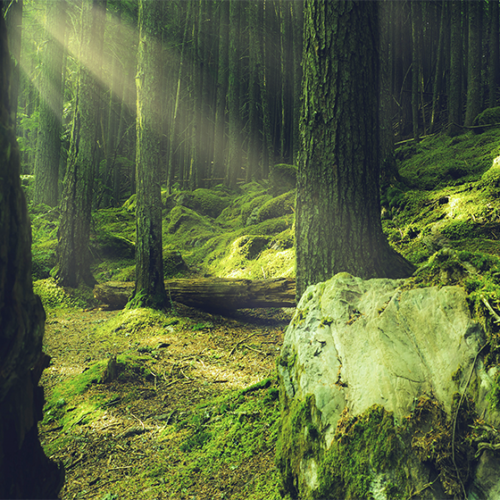 Affiche pour salon rochers recouverts de mousse en forêt - TenStickers
