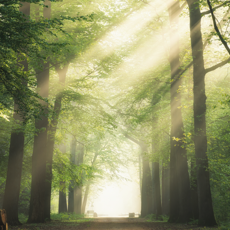 Affiche pour salon forêt verte avec le soleil - TenStickers