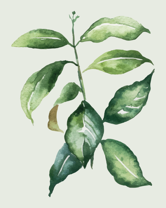 Poster fleurs et plantes feuille de palmier vert citron - TenStickers