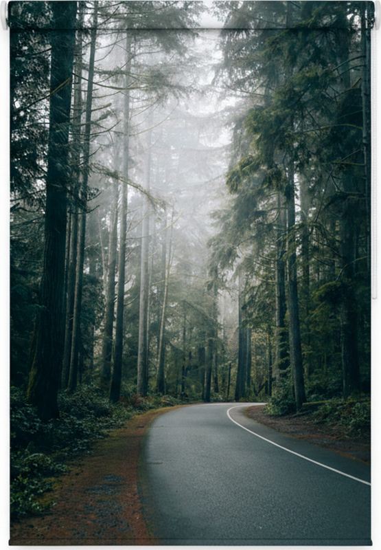 Poster arbre route de pins brumeux - TenStickers