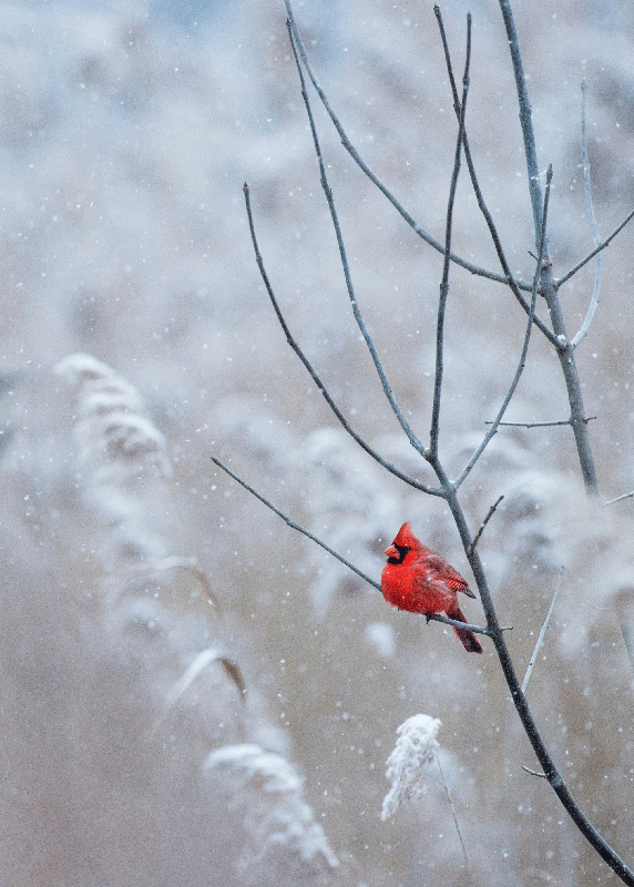 Poster image oiseau de Noël - TenStickers