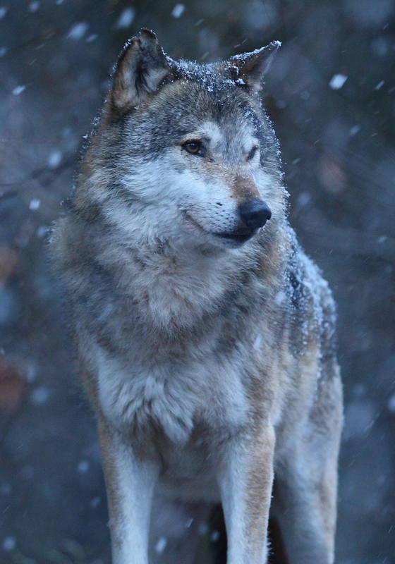 Poster loup sous la neige - TenStickers