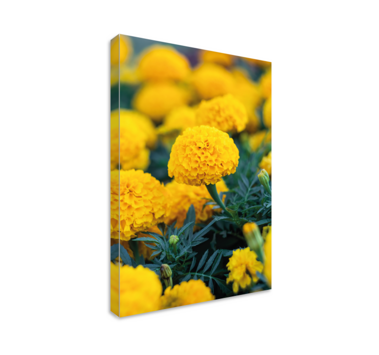 Tableau fleurs fleurs de souci jaunes - TenStickers