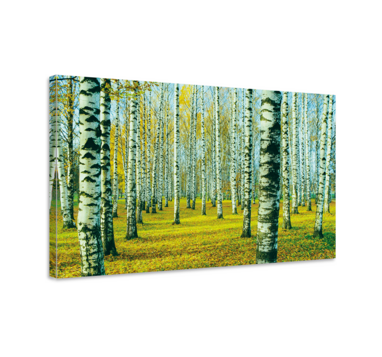 Tableau arbres forêt de bouleaux d'automne - TenStickers