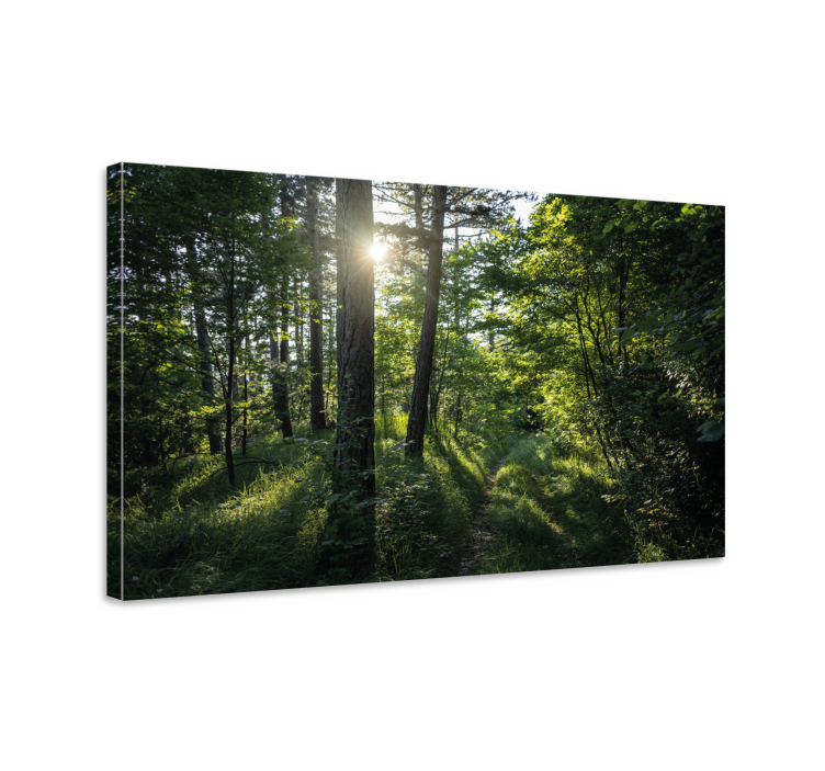 Tableau paysage sentier forestier illuminé - TenStickers