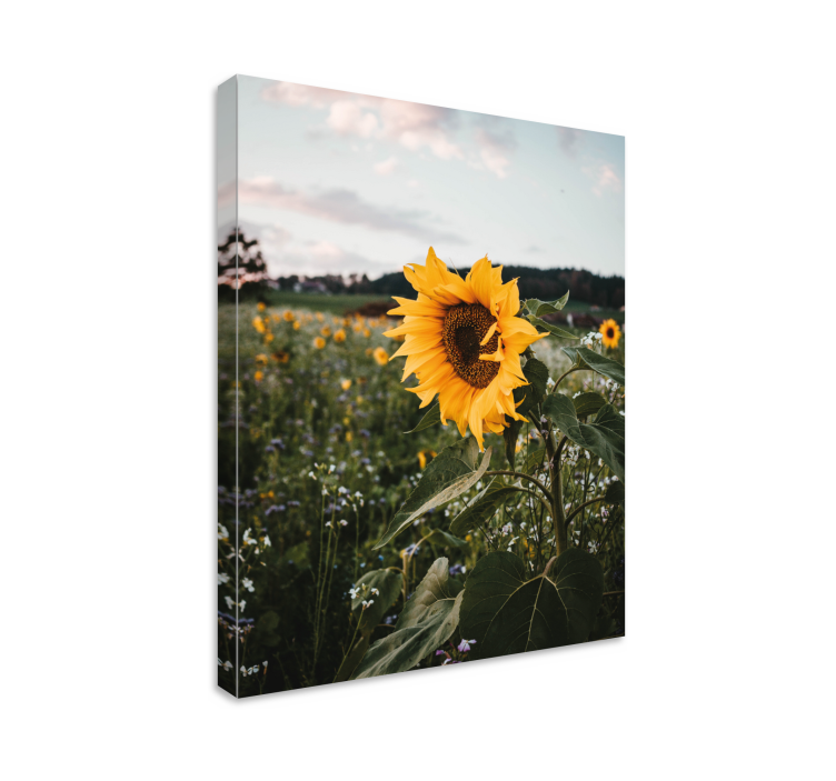 Tableau fleurs et plantes champ de tournesols - TenStickers