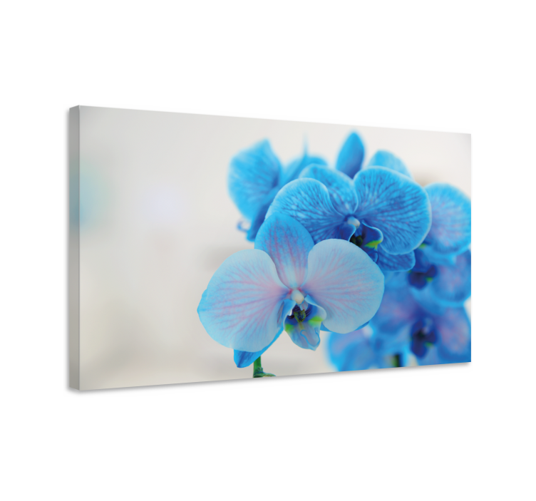 Tableau fleurs et plantes orchidées bleues en fleurs - TenStickers