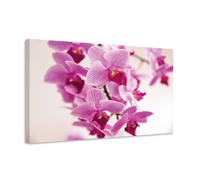 Tableau fleurs et plantes orchidées délicates - TenStickers