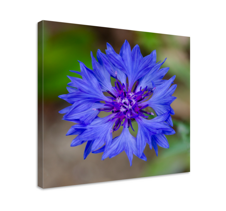 Tableau fleurs et plantes Éclosion de fleurs bleues - TenStickers