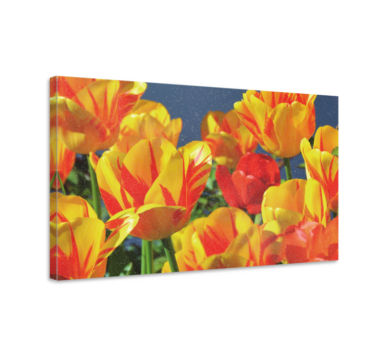 Tableau fleurs et plantes Éclatantes fleurs de tulipe - TenStickers