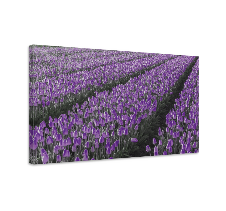 Tableau fleurs et plantes champ de tulipes violettes - TenStickers