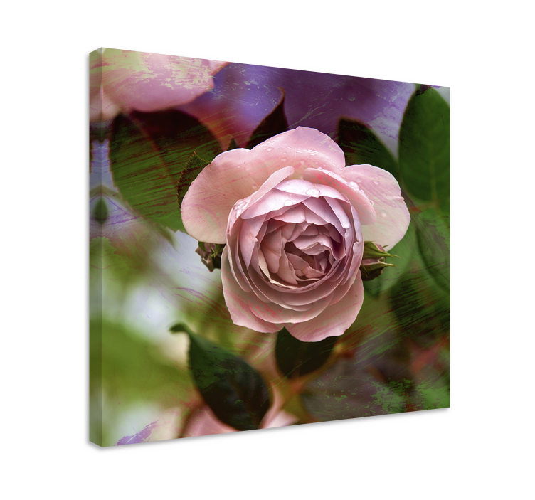Tableau fleurs et plantes fleur de rose rose - TenStickers