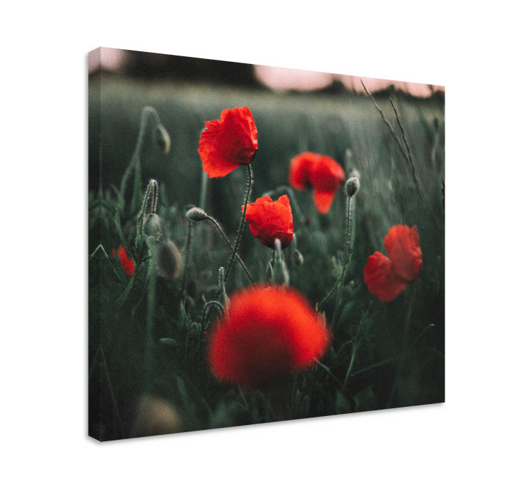Tableau fleurs et plantes Éclatantes fleurs de coquelicot - TenStickers