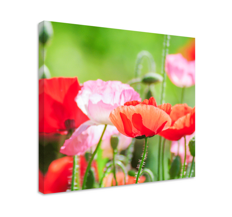 Tableau fleurs et plantes bouquet de coquelicots colorés - TenStickers