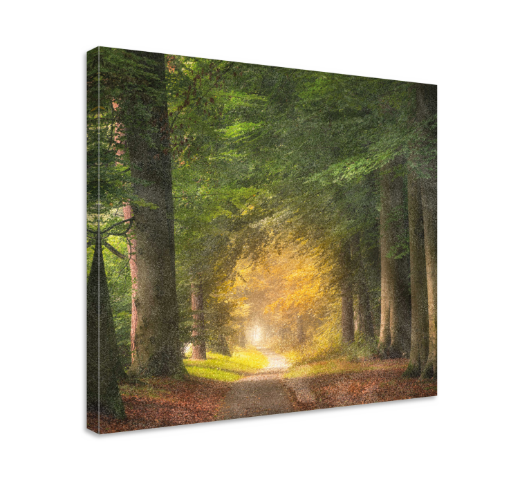 Tableau paysage sentier forestier apaisant - TenStickers