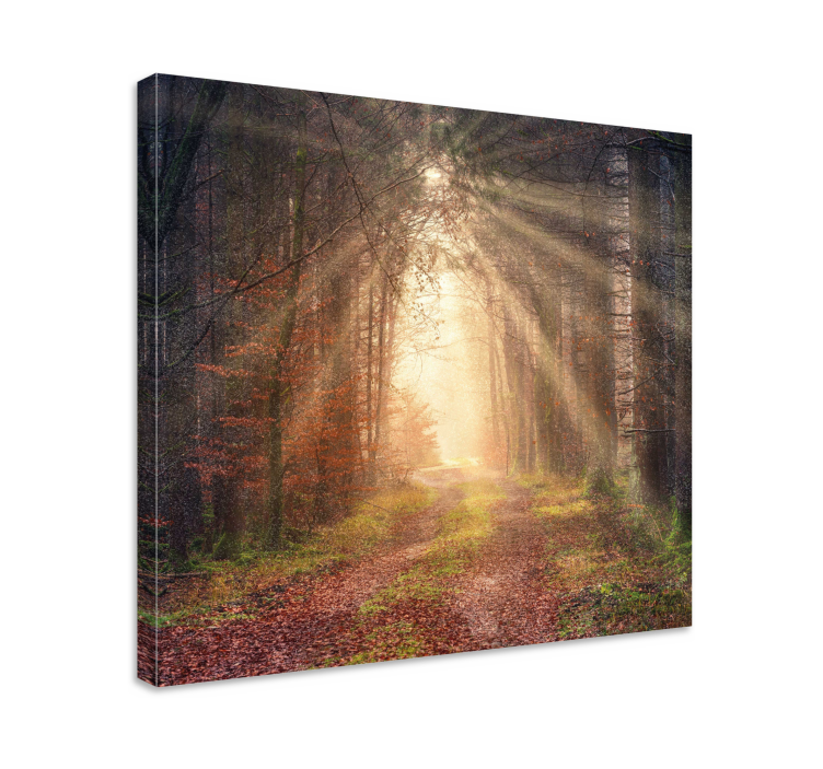 Tableau paysage sentier forestier serein - TenStickers