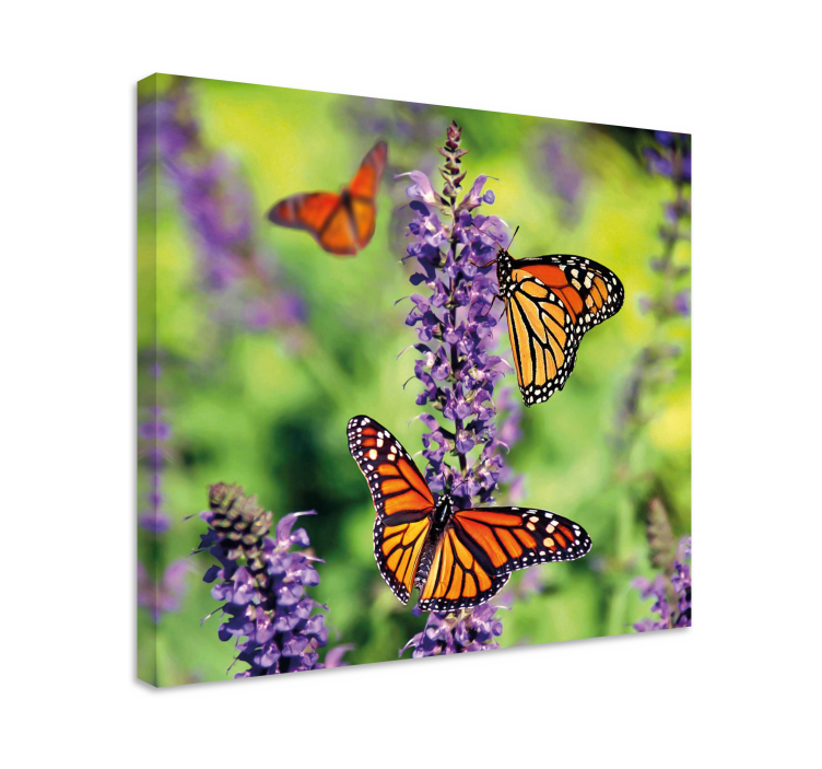 Tableau papillons rassemblement de papillons monarques - TenStickers
