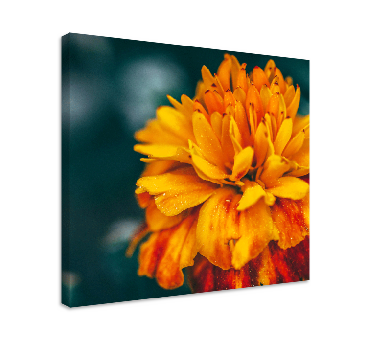 Tableau fleurs fleur d'orange vibrante - TenStickers