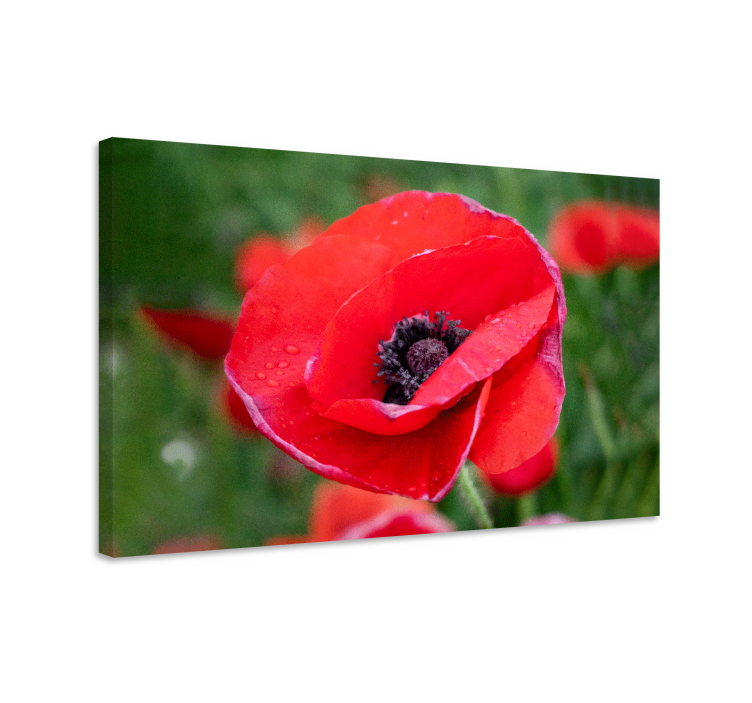 Tableau fleurs coquelicot en gros plan - TenStickers