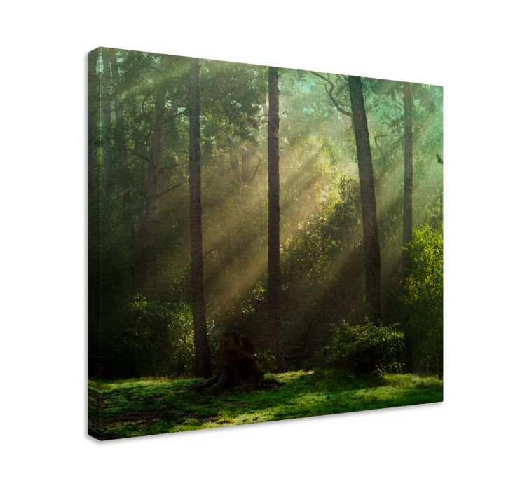 Tableau arbres paysage forestier éclatant - TenStickers